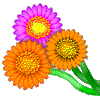 Flower of Gerbera