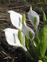 水芭蕉