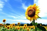 sunflower-01_thumb_1.jpg