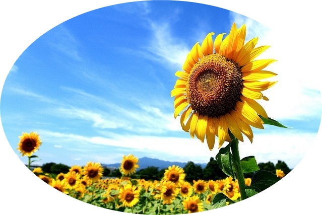 sunflower-02.jpg花ひまわり